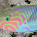 wrasse_klunzingers_elp_si_h_0471_egy2187.jpg